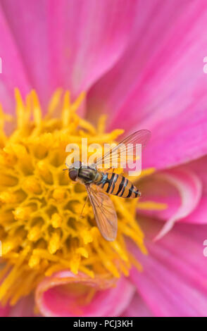 Hoverfly su una dalia, England, Regno Unito Foto Stock