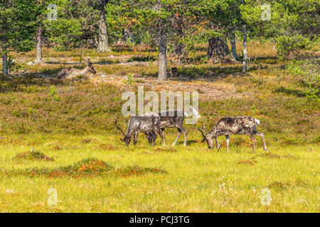 La renna su un bog a antichi boschi del nord Foto Stock