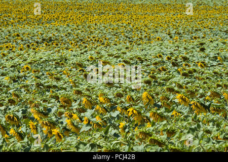 Campi di girasoli vicino alla città di Lisle sur tarn, Tarn, Occitainie, Francia la maturazione in estate Foto Stock