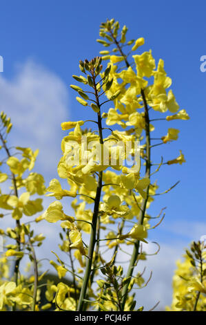 Close-up di Broccolini Bloom, Natura Foto Stock