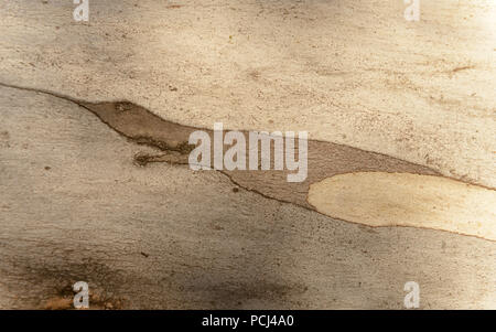 Astrazione della corteccia di eucalipto Foto Stock