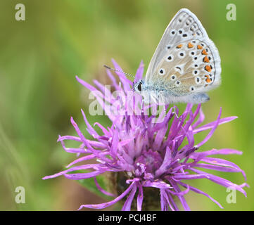 Un comune maschio blue butterfly (Polyommatus Icarus) si alimenta con la sua proboscide stretching in profondità di un fiore di fiordaliso comune (Centaurea nigra). Bedgebu Foto Stock
