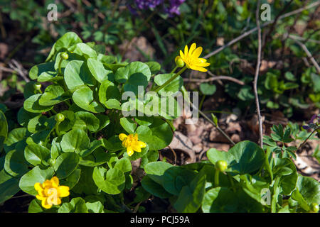 Vista ravvicinata di Marsh Marigold noto come Caltha palustris in giallo crescente sul bosco umido al tempo primaverile. Foto Stock