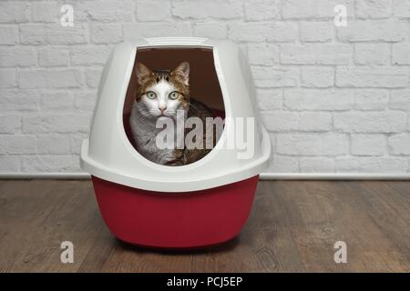 Carino tabby cat seduto in un rosso lettiera e guardando la telecamera. Foto Stock