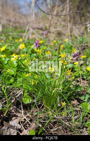 Gagea lutea, la stella gialla di Betlemme che fiorisce in primavera foresta. Gagea lutea è un genere di piante erbacee piante a bulbo del Giglio (Famiglia Lilia Foto Stock