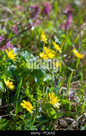 Vista ravvicinata di Marsh Marigold noto come Caltha palustris in giallo crescente sul bosco umido al tempo primaverile. Foto Stock