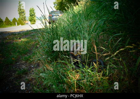 Saettone mangiare Mole, Austria, (Elaphe longissima) Foto Stock