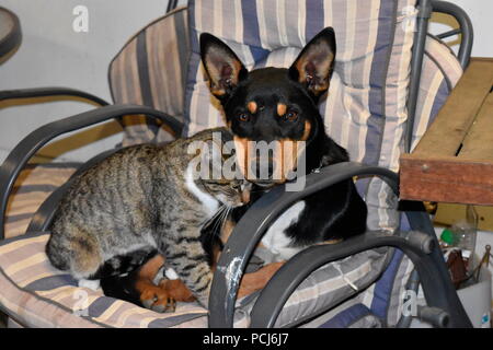 Il gatto domestico e di razza cane, Australia Foto Stock