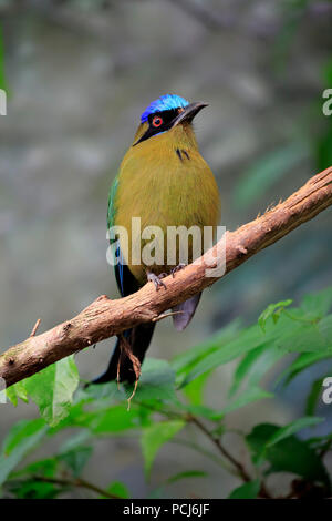 Blue crowned Motmot, adulti sul ramo, Sud America (Momotus momota) Foto Stock