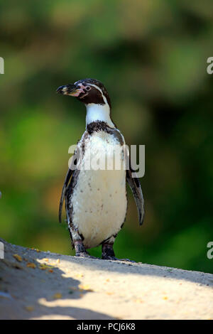 Pinguini Humboldt, Sud America (Spheniscus Humboldti) Foto Stock