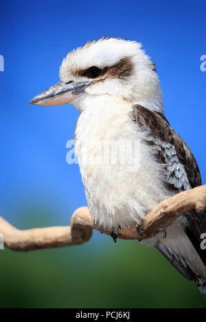 Ridendo Kookaburra, adulto, Australia (Dacelo gigas) Foto Stock