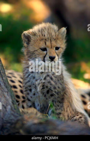 Sudan Cheetah, giovane, sette settimane, a nord-est Africa, Africa (Acinonyx jubatus soemmeringii) Foto Stock