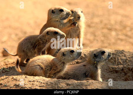 Coda nero cane della prateria, gruppo di giovani a den, Nordamerica, (Cynomys ludovicianus) Foto Stock