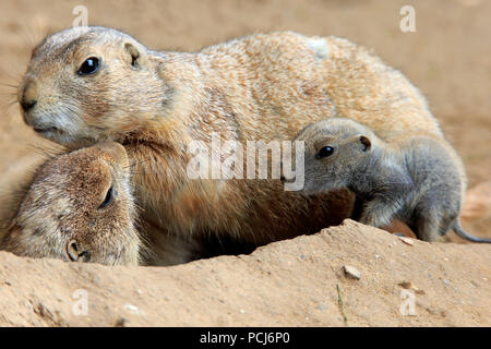 Coda nero cane della prateria, adulti con i giovani a den, Nordamerica, (Cynomys ludovicianus) Foto Stock