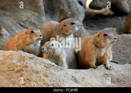 Coda nero cane della prateria, gruppo a den, Nordamerica, (Cynomys ludovicianus) Foto Stock