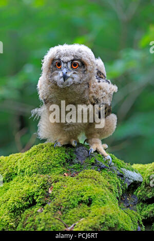 Il gufo reale, il giovane su roccia, Pelm, Kasselburg, Eifel, Germania, Europa (Bubo bubo) Foto Stock