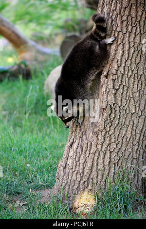 North American Raccoon, Germania, Europa (Procione lotor) Foto Stock