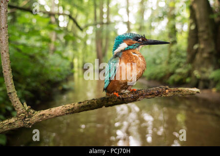 Eisvogel, auf Sitzwarte am Oelbach, Schloss Holte, NRW, Deutschland, Ölbach, (Alcedo atthis) Foto Stock