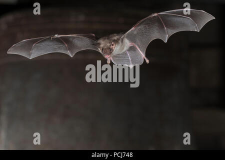 Grosses Mausohr, vor Glocke Kirchturm im, Thueringen, Deutschland, (Myotis myotis) Foto Stock