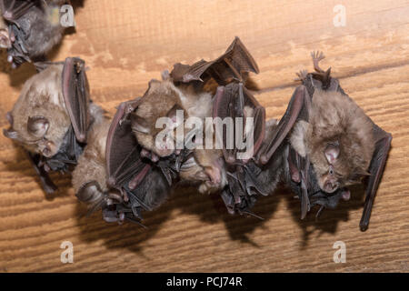 Wochenstube, Kleine Hufeisennase, Jungtiere, Thueringen, Brandeburgo, Deutschland, (Rhinolophus hipposideros) Foto Stock