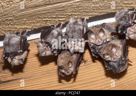 Wochenstube, Kleine Hufeisennase, Jungtiere, Thueringen, Brandeburgo, Deutschland, (Rhinolophus hipposideros) Foto Stock