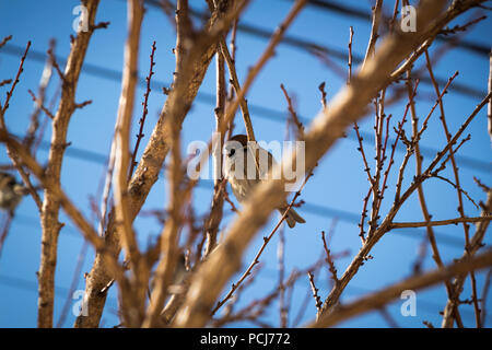 Sparrow su rami dei cespugli. Inverno nei giorni feriali per sparrow. Foto Stock