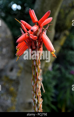 Close-up di Rosso Aloe Vera fiore, natura, Macro Foto Stock