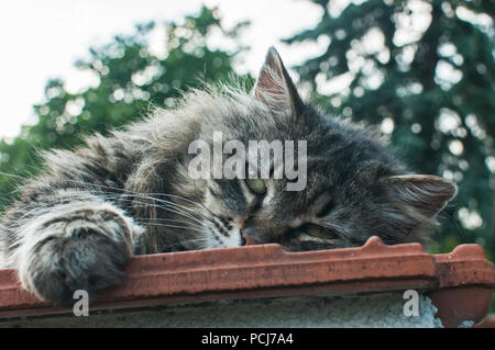 Femmina carino tabby Gatto sdraiato sul muro del giardino top closeup Foto Stock
