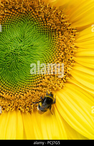 Helianthus annuus. Bombus Lucorum. Bumblebee sui semi di girasole Foto Stock