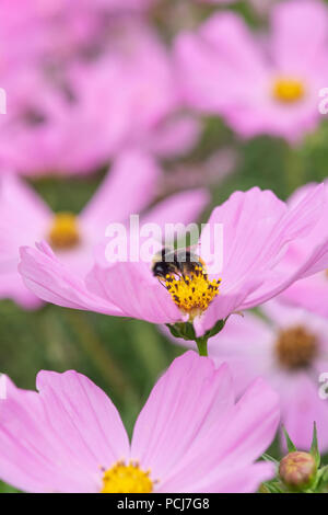 Bombus Lucorum. Bumblebee su Cosmos bipinnatus 'Sonata rosa' Fiore Foto Stock