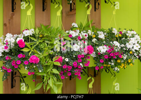 Calibrachoa petunia e fiori in cestelli appesi con fogliame verde a palla Colegrave open day, Adderbury, Oxfordshire, Regno Unito Foto Stock