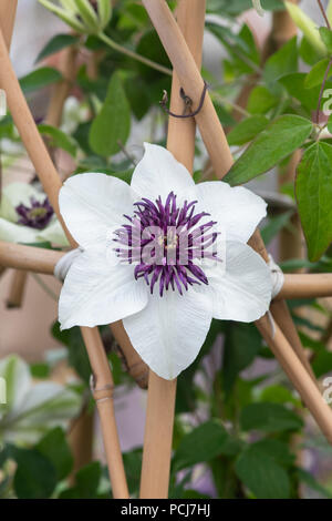 Clematis Florida Sieboldii fiore Foto Stock