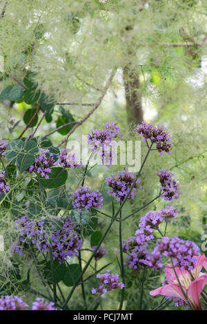 Verbena bonariensis e Cotinus coggygria 'Young Lady' su un giardino mostra ad RHS Tatton Park flower show 2018, Cheshire, Regno Unito Foto Stock