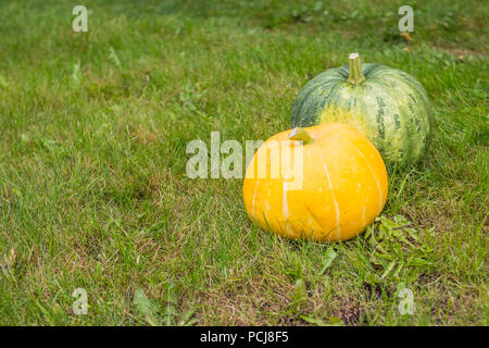 Grande in verde e in arancione zucche di recinzione di legno nel giardino sullo sfondo di foglie verdi e di erba Foto Stock