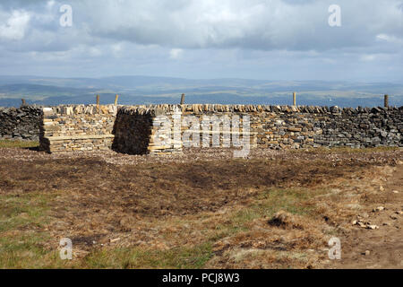 La nuova pietra a secco Rifugio Parete vicino al percorso che conduce al calcestruzzo Trig colonna sul Vertice di Pendle Hill, Lancashire, Inghilterra, Regno Unito Foto Stock