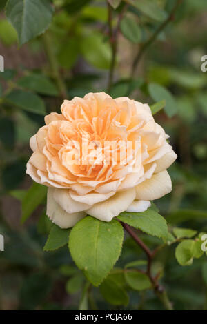 Primo piano di Lady of Shalott rosa arbusto inglese arancione rosa da David Austin Rose, Inghilterra, Regno Unito Foto Stock