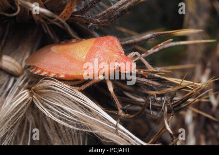 Appena emerse Shieldbug Peloso (Dolycoris baccarum) seduto su thistle seme head. Tipperary, Irlanda Foto Stock