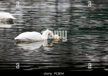 Whooper swan (Cygnus Cygnus), Giappone Foto Stock