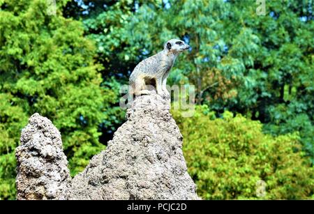 Meerkat sulla roccia Foto Stock