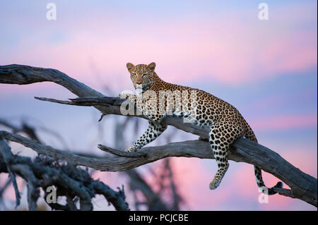 Leopard & sunset Foto Stock