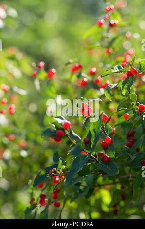 Arbusto verde di caprifoglio con un sacco di colore rosso brillante bacche mature con un bellissimo bokeh di fondo Foto Stock