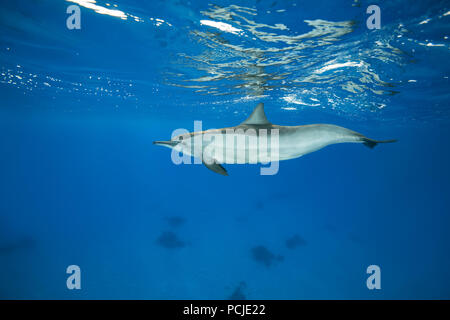 Spinner (Delfino Stenella longirostris) nuotare nelle acque blu che riflette al di fuori della superficie Foto Stock