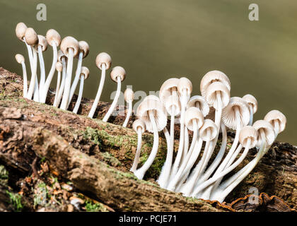 In prossimità dei gruppi di bianco di funghi (mycena) cresce al di fuori di un albero morto tronco nel New Forest Foto Stock