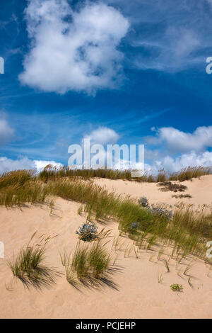 Duna Da Cresmina, dune di sabbia, Cascais, Lisbona, Portogallo, parte dell'Guincho-Cresmina sistema di dune.