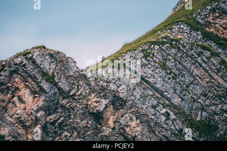 Capricorno alpino stambecco Capra ibex sulla sommità di una ripida montagna svizzera Brienzer Rothorn Foto Stock