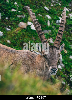 Capricorno alpino stambecco Capra ibex guardando la telecamera, Brienzer Rothorn svizzera alps Foto Stock