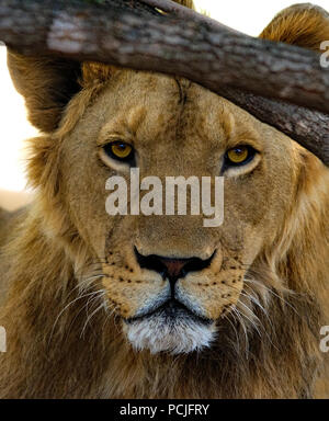 Ritratto di un leone sotto un albero, Sud Africa Foto Stock