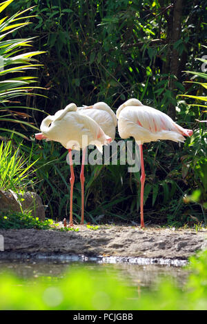 Tre fenicotteri, Indonesia Foto Stock