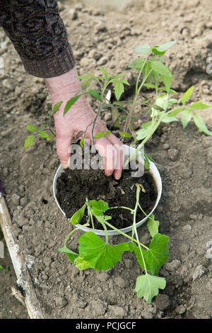 Vecchia donna la mano con le piantine di pomodoro in primavera Foto Stock