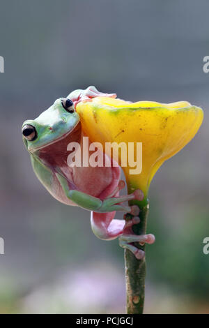 Losca raganella seduto su un impianto, Indonesia Foto Stock